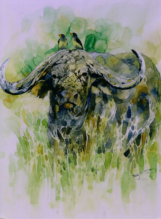 Cape Buffalo