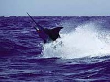 Marlin