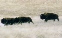 Bison (click to enlarge)