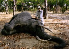Tony with elephant