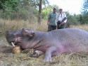Unusual hippo (click to enlarge)