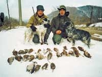 Woodcock hunting with pointers